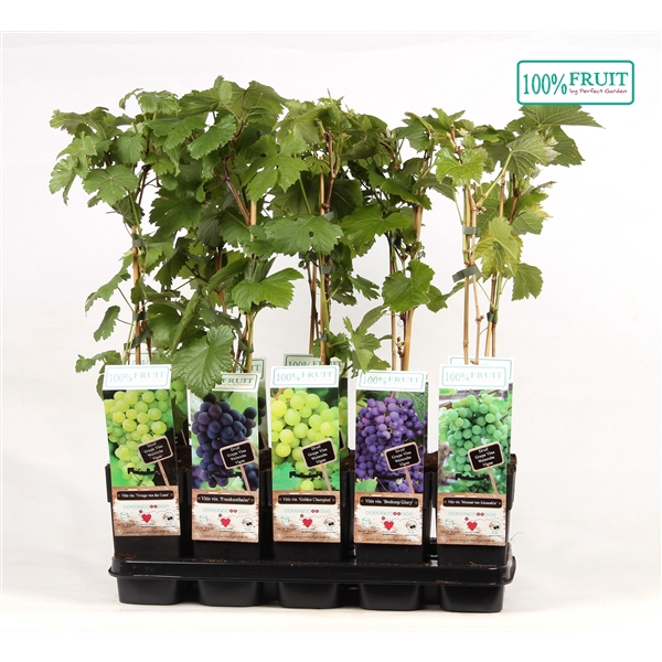 <h4>Vitis mix tray P15</h4>