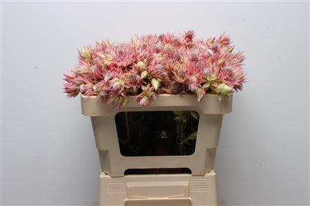 <h4>BLUSHING BRIDE PINK 2-5</h4>
