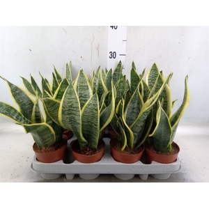 Sansevieria trifa. 'Futura Superba'