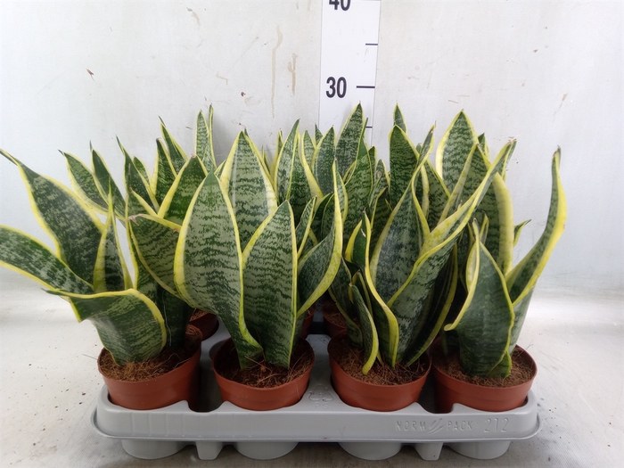 <h4>Sansevieria trifa. 'Futura Superba'</h4>
