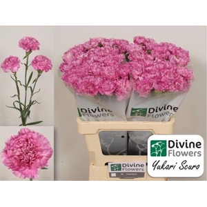 Dianthus ST 'Yukari Scuro'