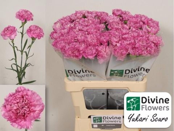 <h4>Dianthus ST 'Yukari Scuro'</h4>