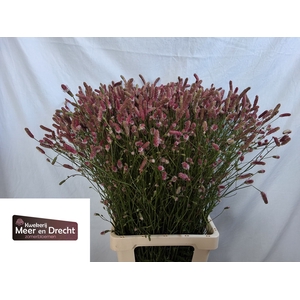 Sanguisorba Pink Tanna Meer En Drecht