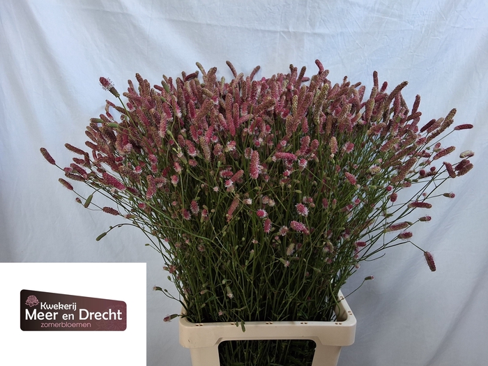<h4>Sanguisorba Pink Tanna Meer En Drecht</h4>