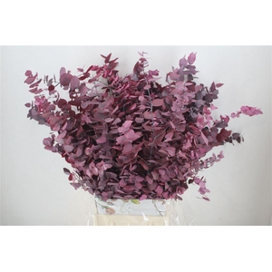 Pres Euca Stuartiana Lilac Bunch