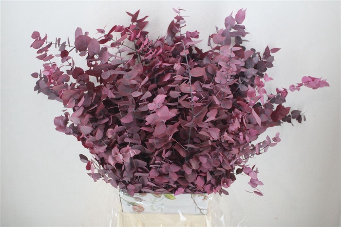 <h4>Pres Euca Stuartiana Lilac Bunch</h4>