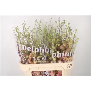 Delph El Dewi Princess Caroline Peach
