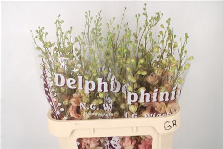 <h4>Delph El Dewi Princess Caroline Peach</h4>