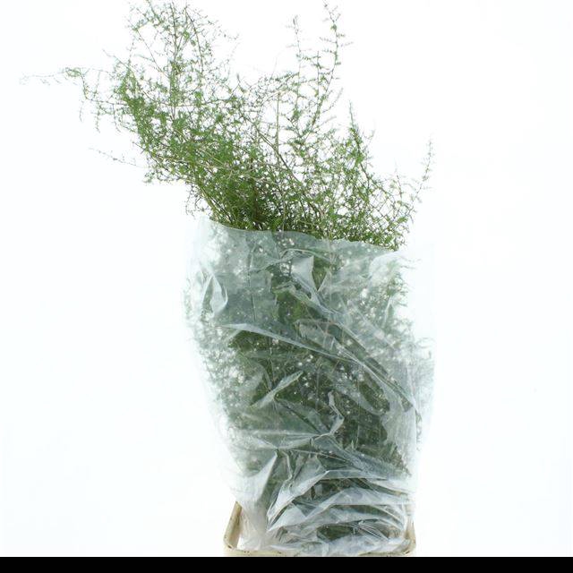 <h4>ASP ACUTIFOLIUS</h4>