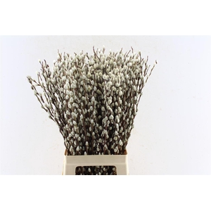 Salix Ca Snow Flake