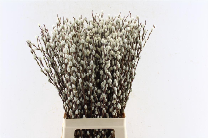 <h4>Salix Ca Snow Flake</h4>