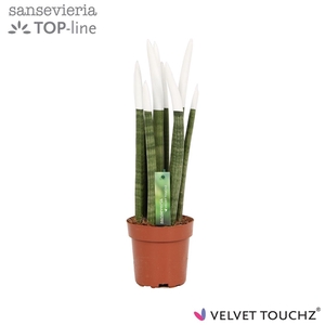 Sansevieria VELVET TOUCHZ® Wit