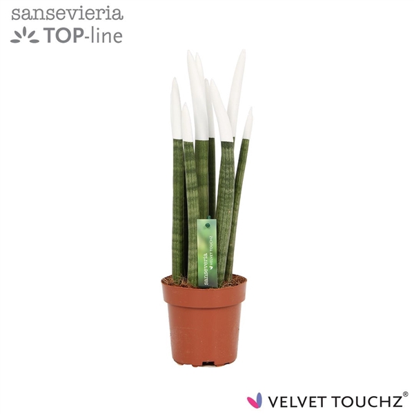 <h4>Sansevieria VELVET TOUCHZ® Wit</h4>