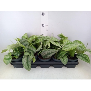 Scindapsus pictus 'Trebie'