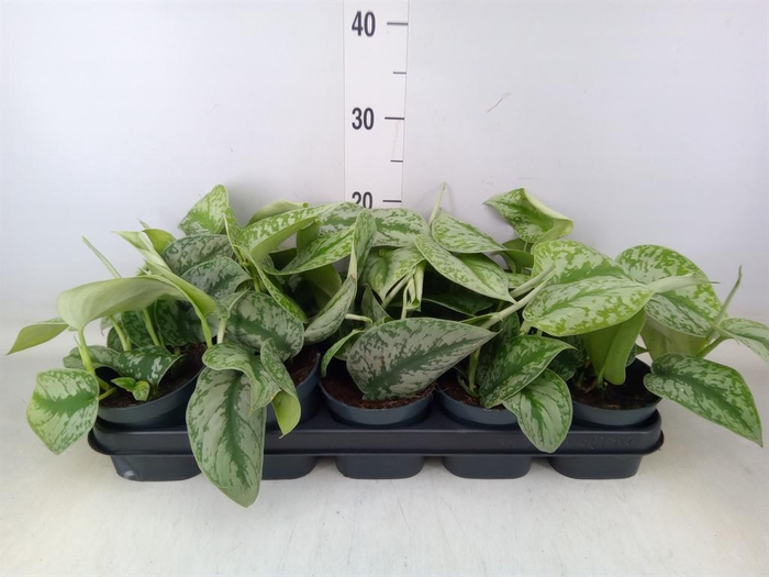 <h4>Scindapsus pictus 'Trebie'</h4>