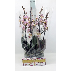 Phalaenopsis   ...