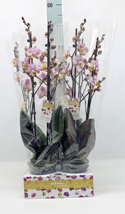 <h4>Phalaenopsis   ...</h4>