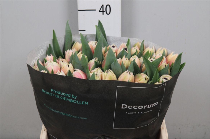 <h4>Tu Du Sambuca</h4>