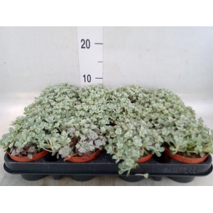 Sedum spathulifolium 'Cape Blanco'