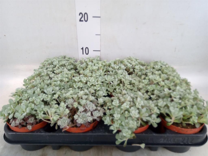 <h4>Sedum spathulifolium 'Cape Blanco'</h4>