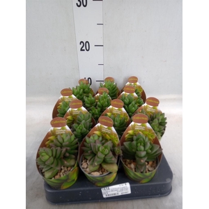 Crassula   ...