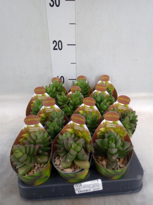 <h4>Crassula   ...</h4>