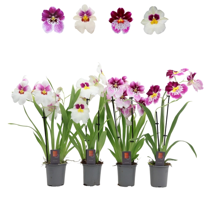 <h4>Inca Miltoniopsis mix 2 spike 9cm</h4>