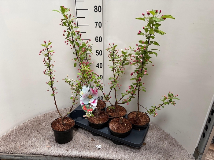 <h4>MALUS EVERESTE</h4>