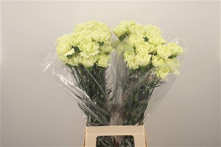 <h4>Di St Midori</h4>