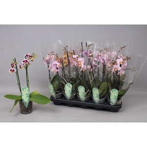 PHAL MF GEM 4 KL