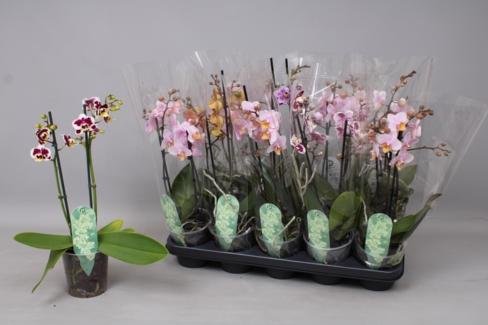 <h4>PHAL MF GEM 4 KL</h4>