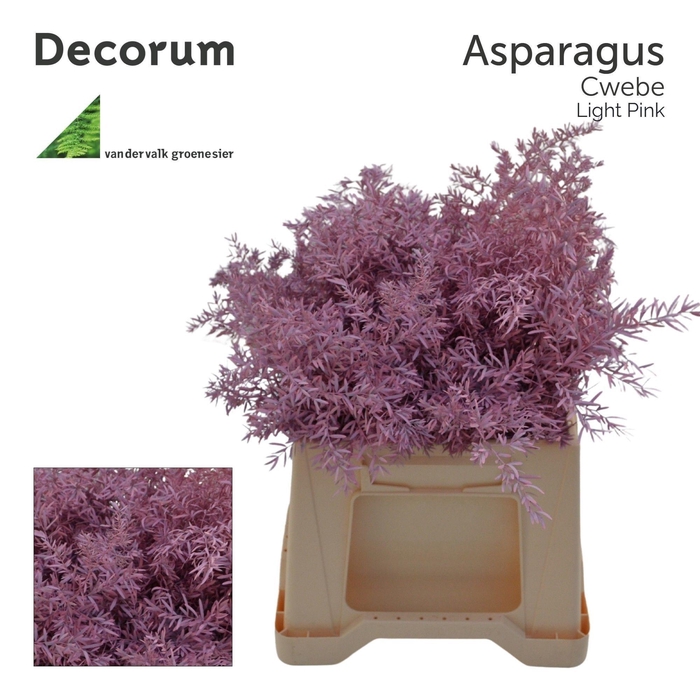 <h4>Asp cwebe Light pink</h4>