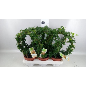 Hedera   ...green leafed