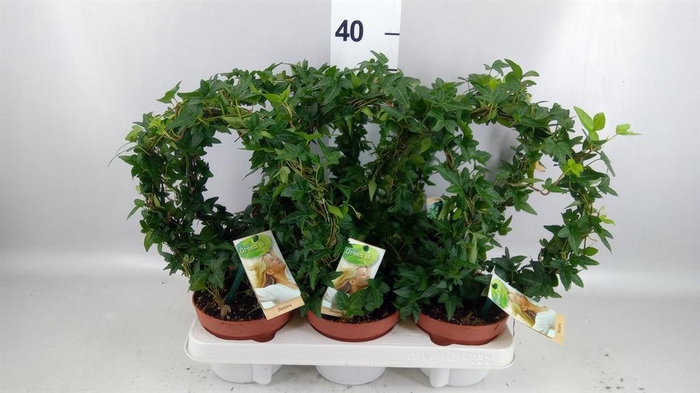 <h4>Hedera   ...green leafed</h4>
