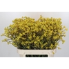 Anigozanthos Bush Down