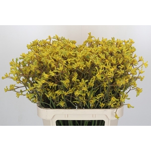 Anigozanthos Bush Down