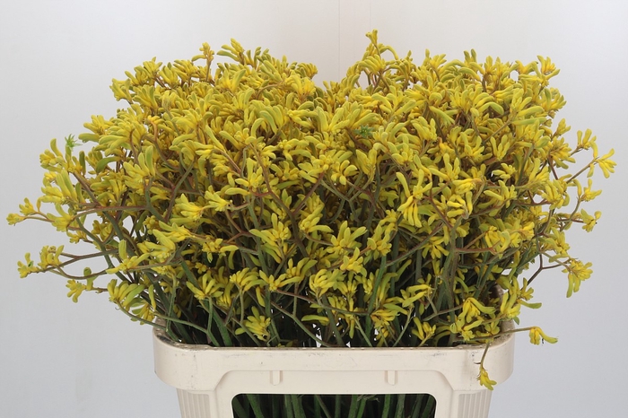 <h4>Anigozanthos Bush Down</h4>