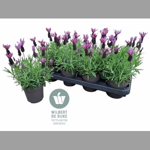 LAVAN S BELL TOSCANE