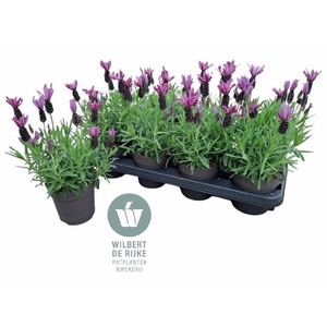 LAVAN S BELL TOSCANE