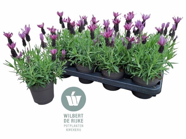 <h4>LAVAN S BELL TOSCANE</h4>