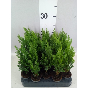 Chamaecyparis laws. 'Ellwoodii'