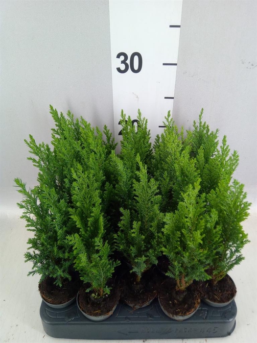 <h4>Chamaecyparis laws. 'Ellwoodii'</h4>