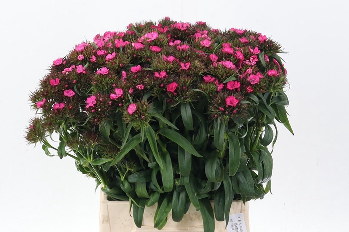 <h4>Di Barb B Rose</h4>