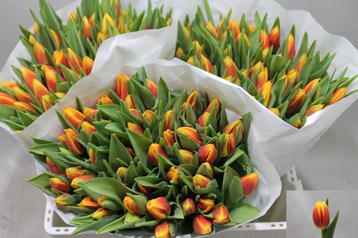 <h4>TU EN BOMBITA</h4>