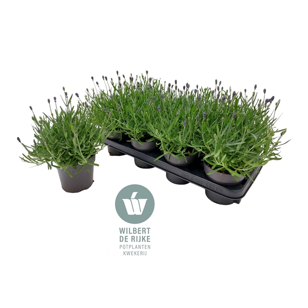 <h4>Lavendel angustifolia HIDCOTE overwinterd Tophandel!</h4>