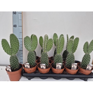 OPUNTIA
