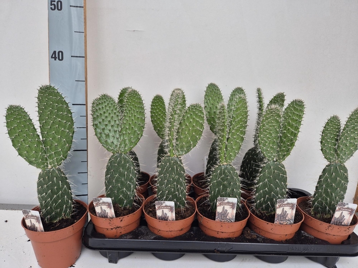 <h4>OPUNTIA</h4>