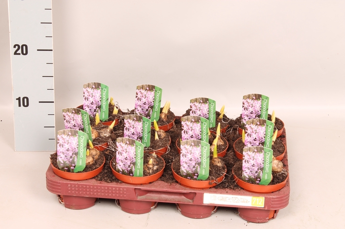 <h4>Bol op pot Chionodoxa</h4>