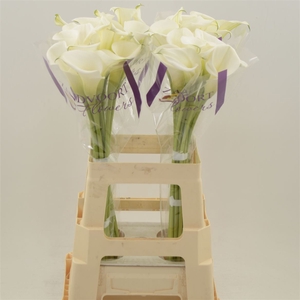 Calla White Art