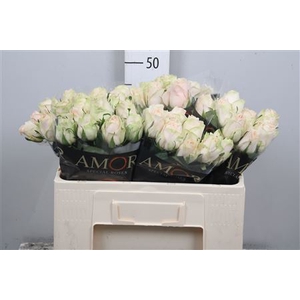 R Gr Wedding Rose